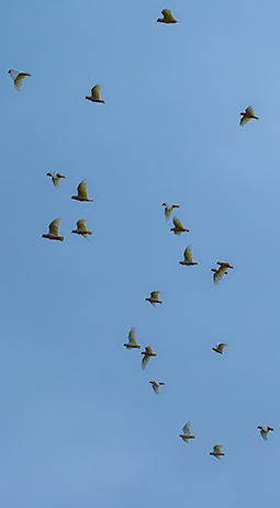 The resident long-billed corellas take flight over Grampians Paradise Camping and Caravan Parkland